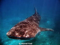 Whale shark in Baie Ternay marine park, Seychelles / Cano... by Hamid Rad 